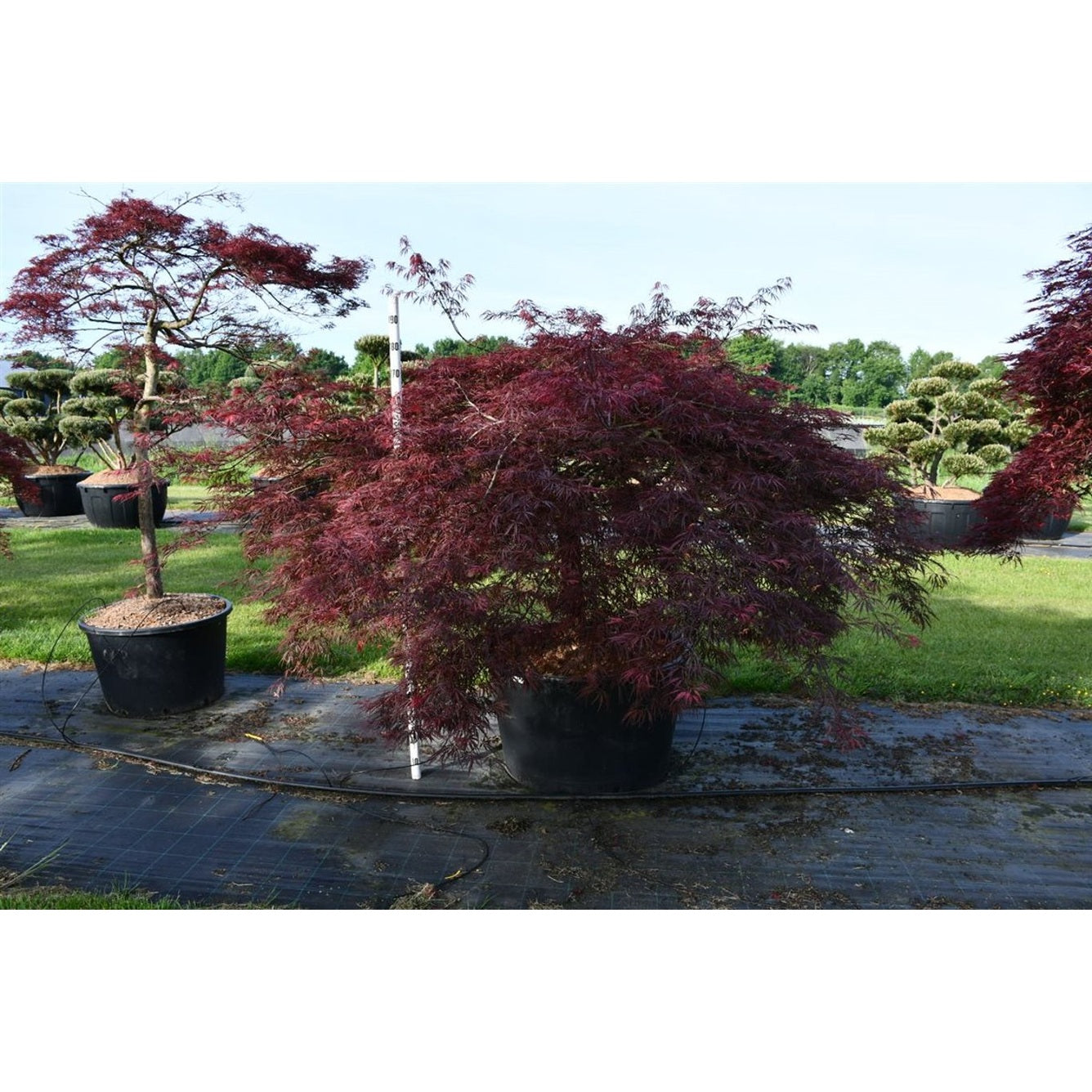 Japansk lönn – Acer palmatum 'Crimson Queen' - C280 275-300 cm. Sol